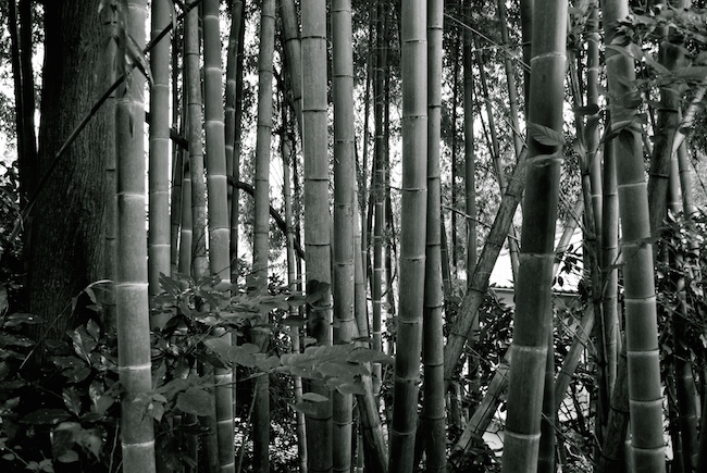 Photo of the Day: Black and White Bamboo – 〜〜 女性専用ペンション・インバイザシー鎌倉 ...